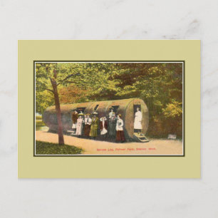Vintage Spruce Log Palmer Park Detroit Postcard