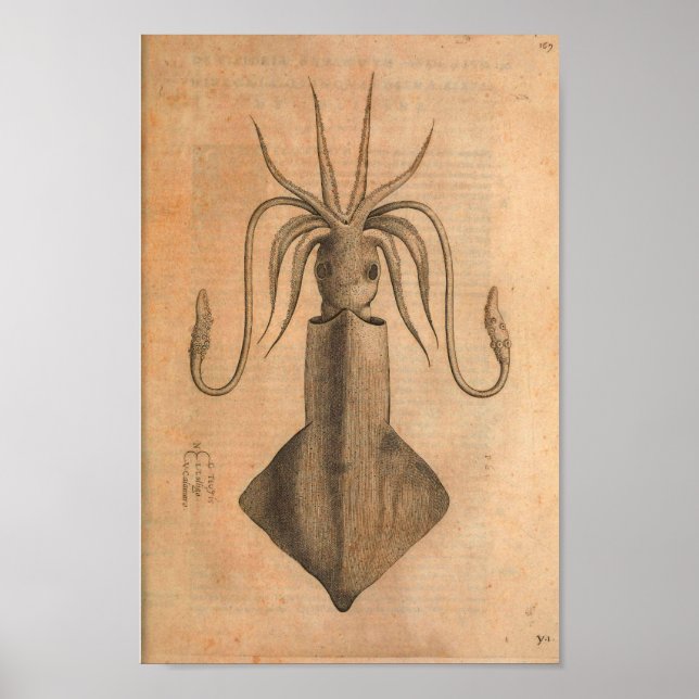 Vintage Squid Art Print Illustration Sea (Front)
