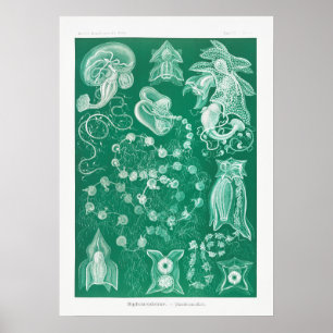 Vintage Squid Illustration Poster