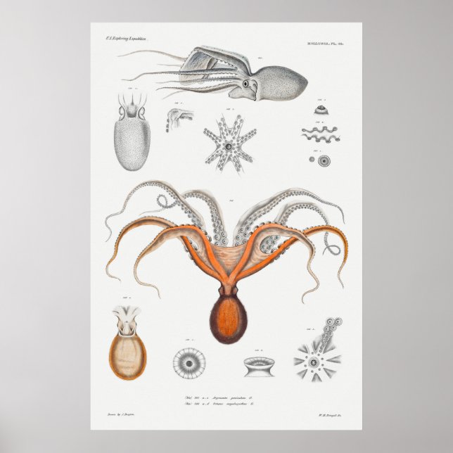 Vintage Squid/Octopus Illustration Poster (Front)