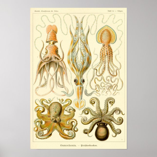 Vintage Squid/Octopus Illustration Poster (Front)