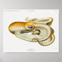 Vintage Squid/Octopus Illustration