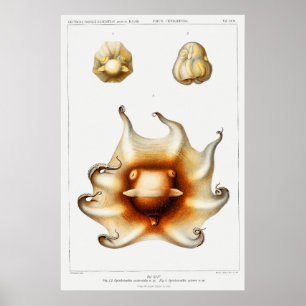 Vintage Squid/Octopus Illustration Poster