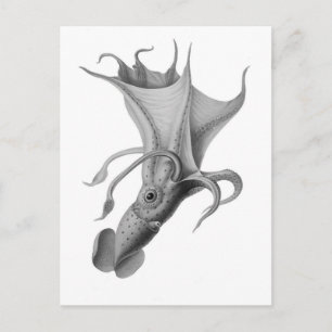 Vintage Squid Postcard