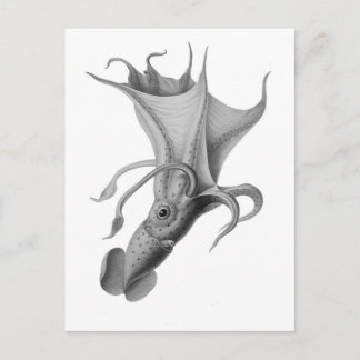 Vintage Squid Postcard