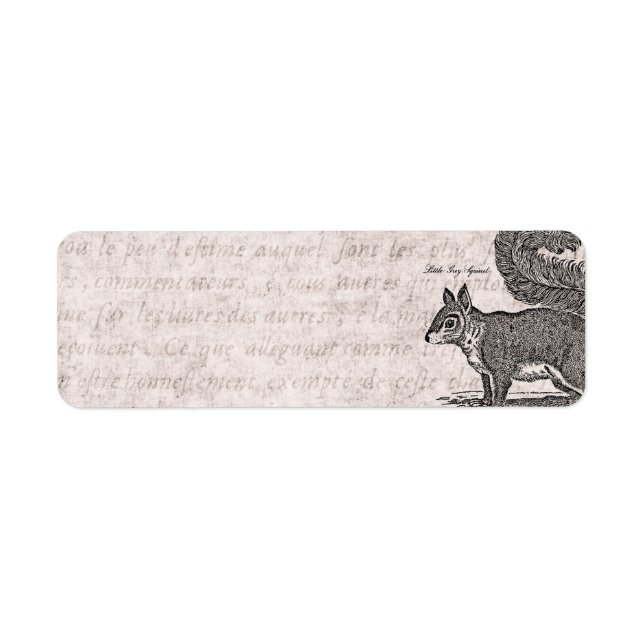 Vintage Squirrel Illustration - 1800's Squirrels (Front)