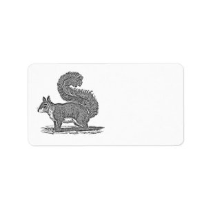 Vintage Squirrel Illustration - 1800's Squirrels Label