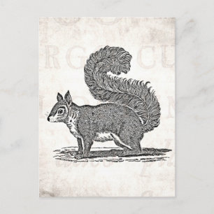 Vintage Squirrel Illustration - 1800's Squirrels Postcard