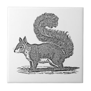 Vintage Squirrel Illustration - 1800's Squirrels Tile
