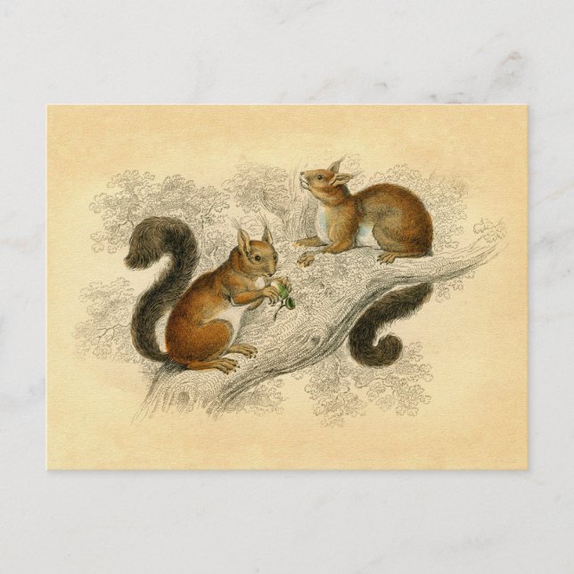 Vintage Squirrel Print Postcard (Front)