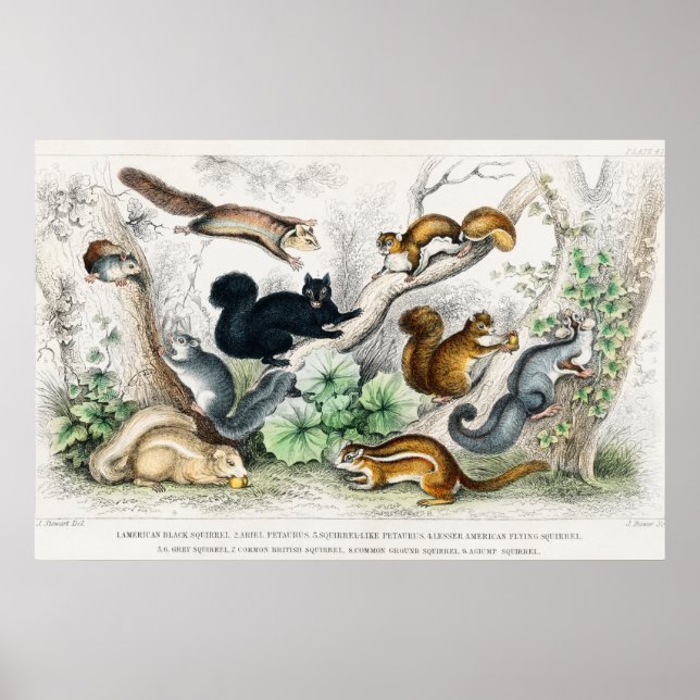 Vintage Squirrels Illustration Poster (Front)