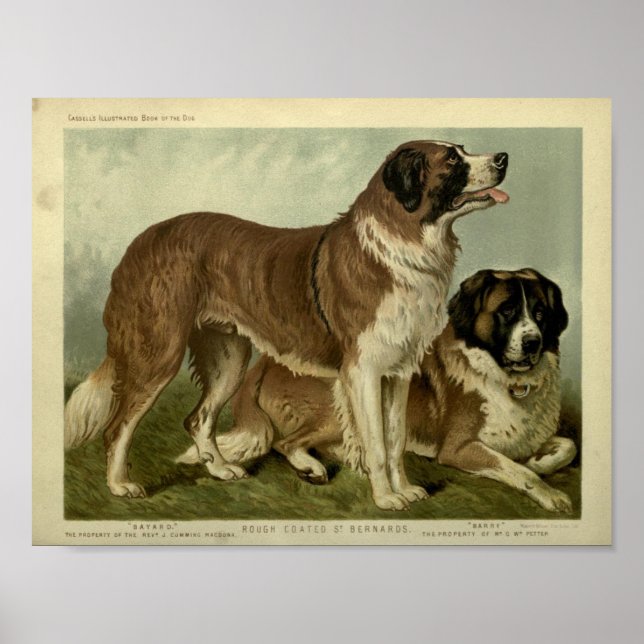 Vintage St Bernard Dogs Illustration Poster (Front)