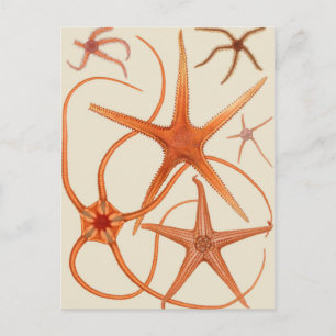 Vintage Starfish Illustration Postcard