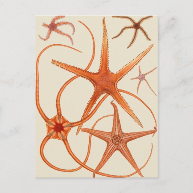 Vintage Starfish Illustration Postcard (Front)