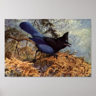 Vintage Steller's Jay Bird Art Poster