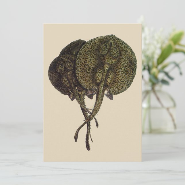 Vintage Sting Rays Stingrays, Marine Life Animals (Standing Front)