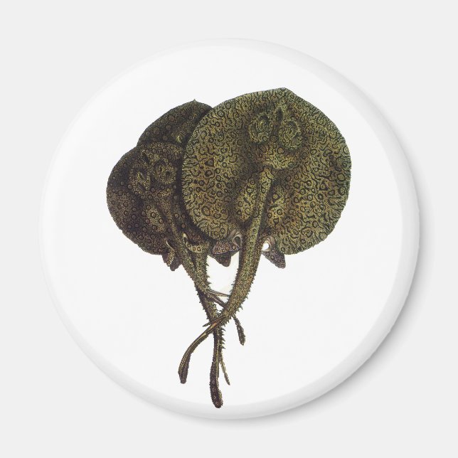 Vintage Sting Rays Stingrays, Marine Life Animals Magnet (Front)