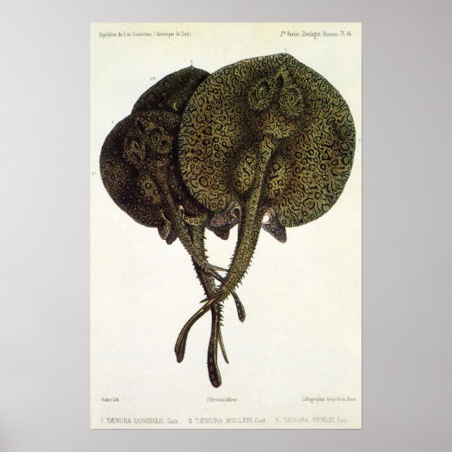Vintage Sting Rays Stingrays, Marine Life Animals Poster (Front)