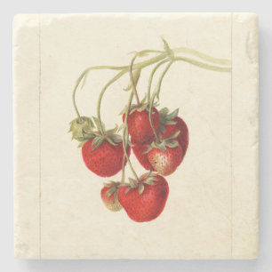 Vintage Strawberries Drawing Art Stone Coaster