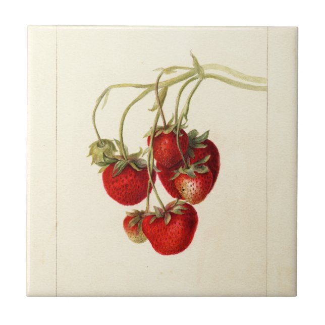Vintage Strawberries Drawing Art Tile (Front)