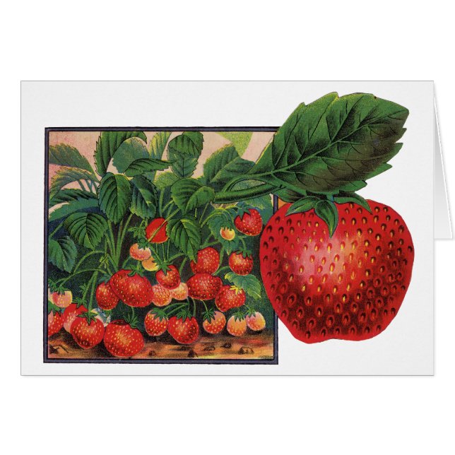 Vintage Strawberries, Strawberry Plants on a Farm (Front Horizontal)