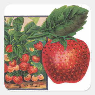 Vintage Strawberries, Strawberry Plants on a Farm Square Sticker