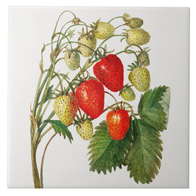 Vintage Strawberry Branch Tile (Front)