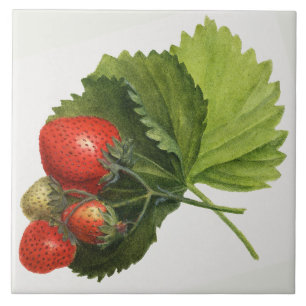 Vintage Strawberry Illustration  Tile