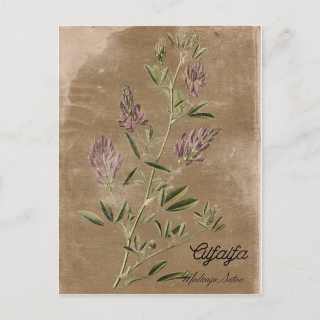 Vintage Style Alfalfa Plant Postcard (Front)