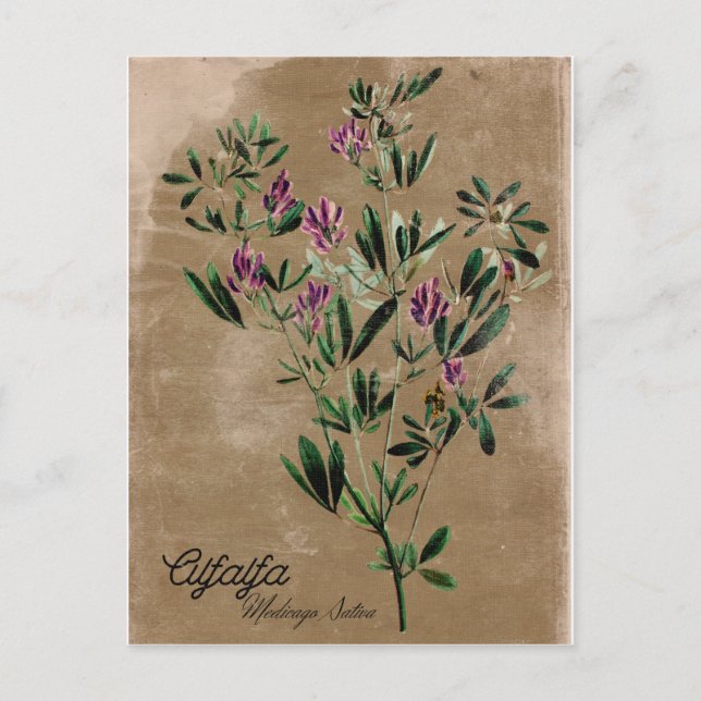 Vintage Style Alfalfa Postcard (Front)