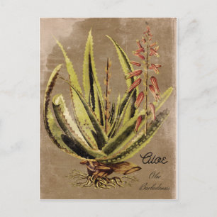 Vintage Style Aloe Plant Postcard