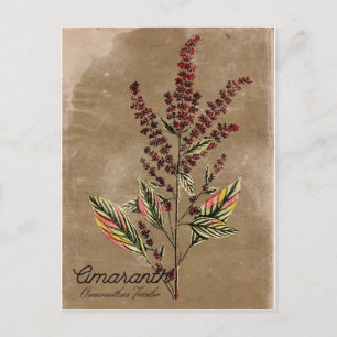 Vintage Style Amaranth Plant Postcard