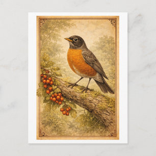Vintage-Style American Robin Illustration Postcard