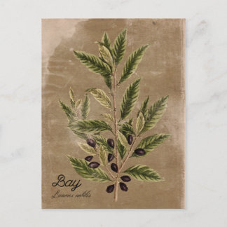 Vintage Style Bay Herb Postcard