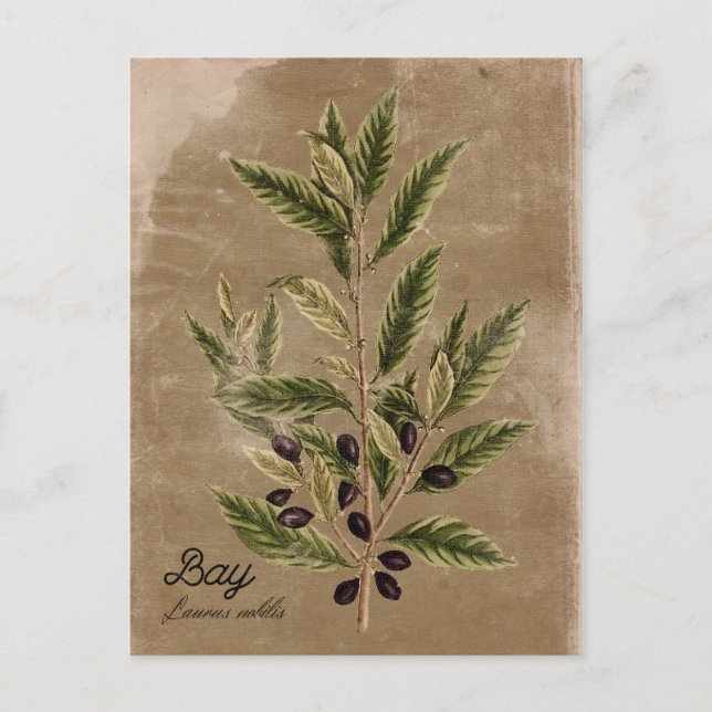 Vintage Style Bay Herb Postcard (Front)