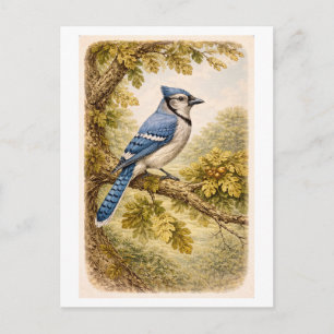 Vintage-Style Bluejay lllustration Postcard