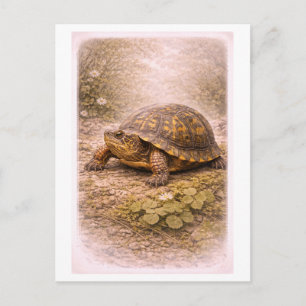 Vintage-Style Box Turtle Illustration Postcard