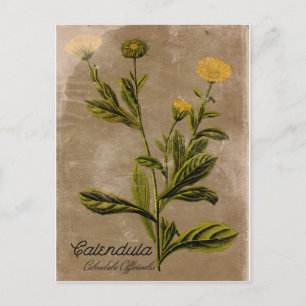 Vintage Style Calendula Flower Postcard