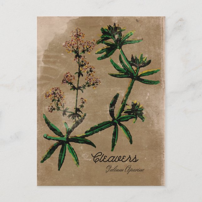 Vintage Style Cleavers Herb Postcard (Front)