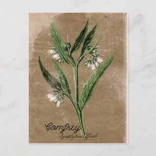 Vintage Style Comfrey Postcard
