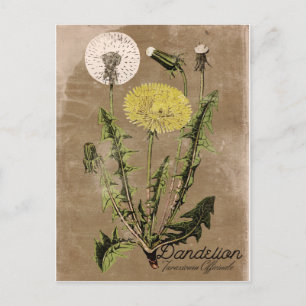 Vintage Style Dandelion Postcard