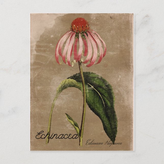 Vintage Style Echinacea Postcard (Front)