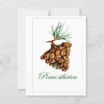 Vintage-Style Forest Postcard – Pinus Sibirica