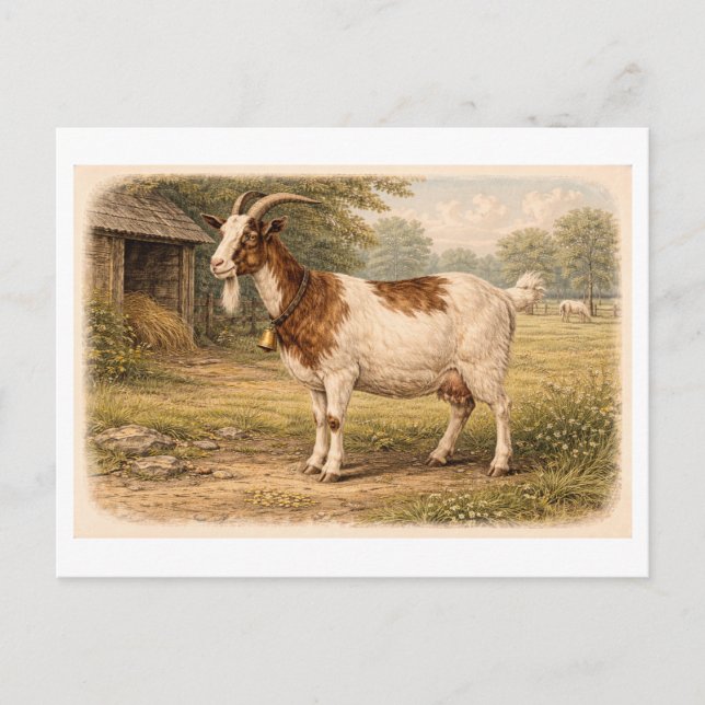 Vintage-Style Goat lllustration Postcard (Front)