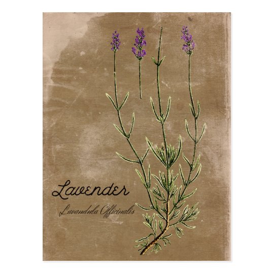 Vintage Style Lavender Flower Postcard