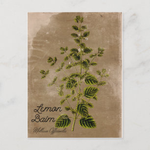 Vintage Style Lemon Balm Postcard
