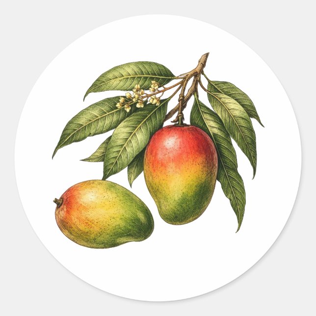 Vintage Style Mango Fruit Branch  Classic Round Sticker (Front)