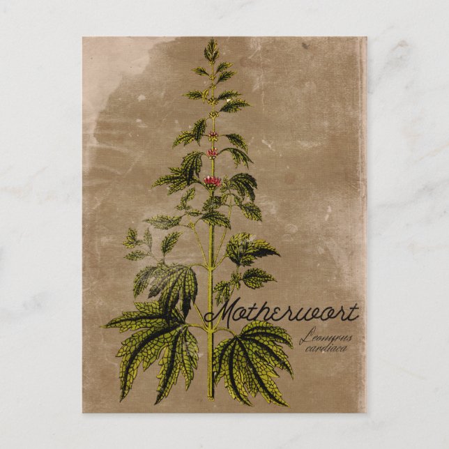 Vintage Style Motherwort Herb Postcard (Front)