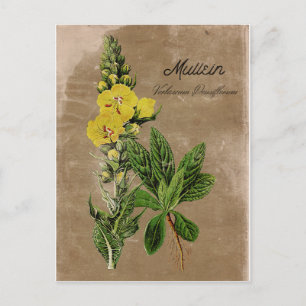 Vintage Style Mullein Postcard