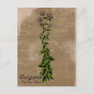 Vintage Style Oregano Postcard